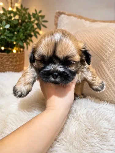 Filhotes de Shih tzu pequeno porte