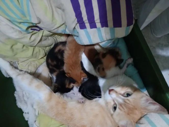 GATOS PARA ADOÇÃO
