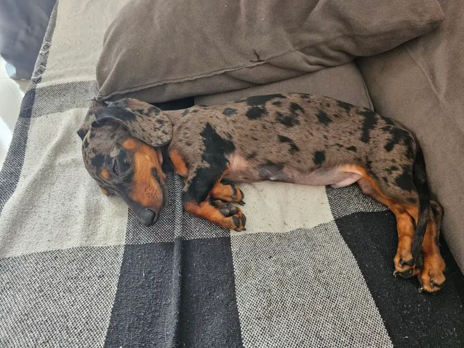 Teckel dachshund miniatura