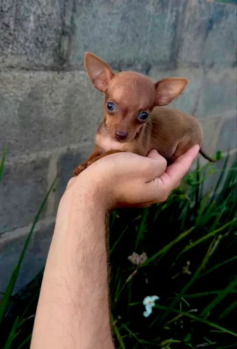 Pinscher Miniatura