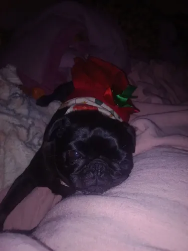 Vende-se pug femea