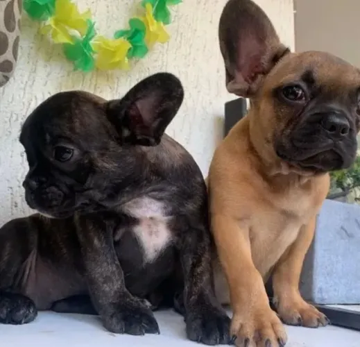 Filhote de Buldogue Francês Com Um Jeito Único de Encantar