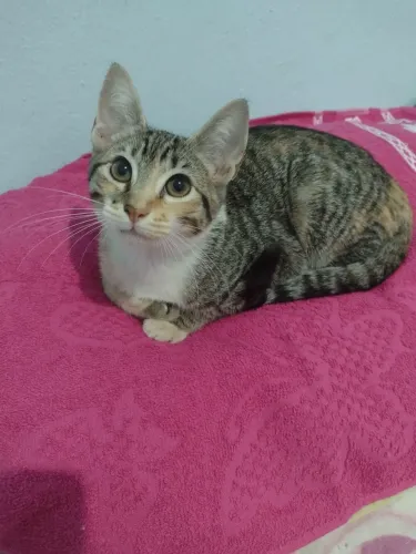 Doa-se gatinha 