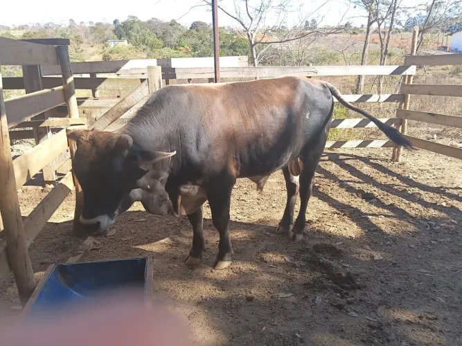 Vende-se garrote 15 arrobas
