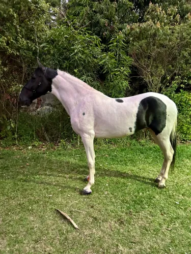 Cavalo Campolina pampa de preto homozigoto 