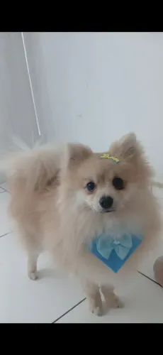 Lulu da Pomerânia
