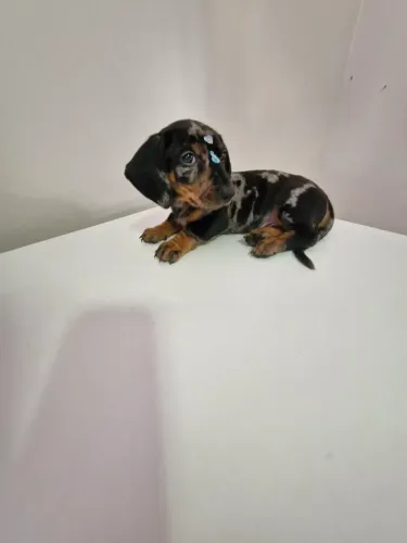 Dachshund macho alerquim 