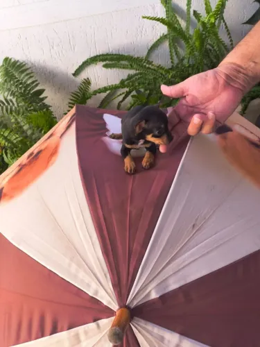 Filhote de Pinscher mini cheio de energia