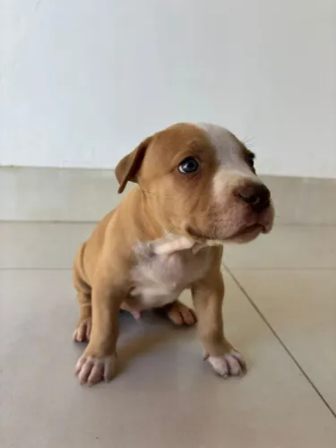 Filhotes de Pitbull 