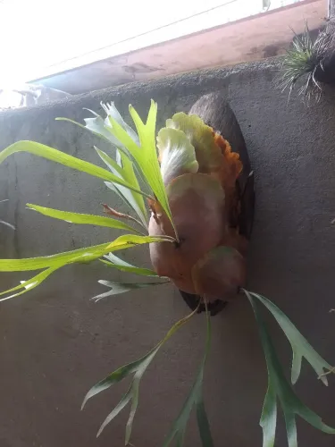 Plantas