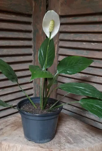 Lirio da paz