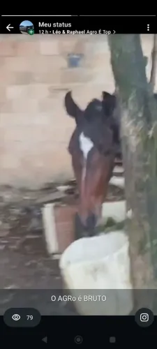 Cavalo de carroça