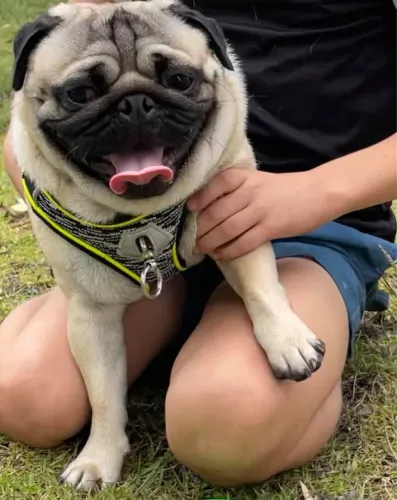 Vendo pug mini de 8 mês 