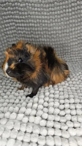 Abssinio macho
