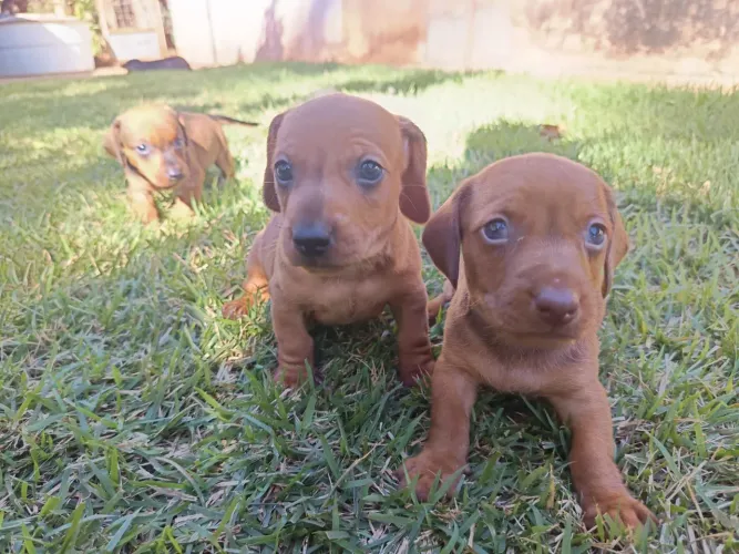 Vendo filhote de salsicha (Dachshund) 2 fêmea e 2 macho..