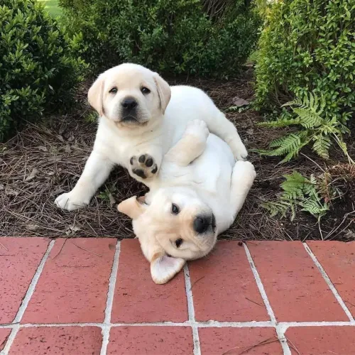 Filhotes De Labrador - Felicidade Tem Focinho Molhado E Um Rabinho Abanando