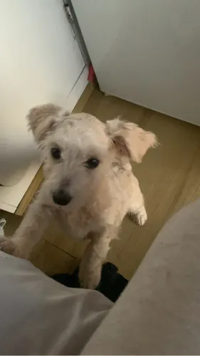 Filhote poodle