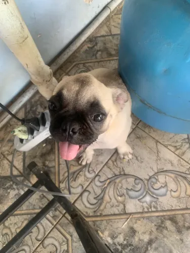 Pug filhote 3 meses 
