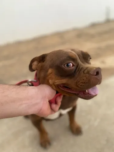 Pitbull Pitty monster American Bully