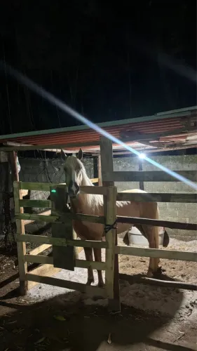 CAVALO BAIO MARILIO