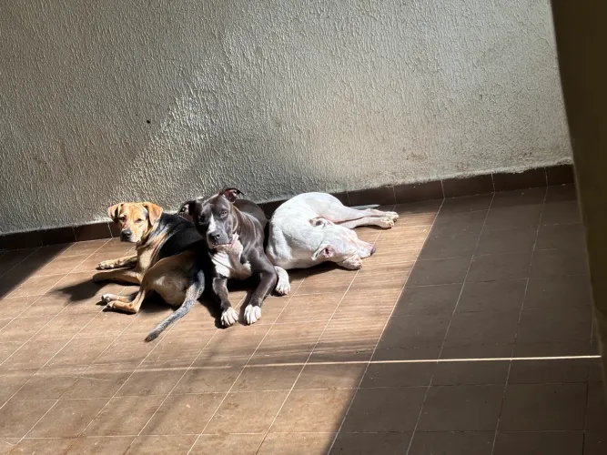 Vira lata e pitbull