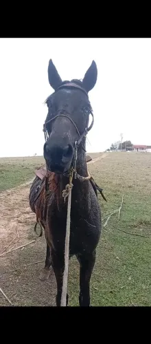 Cavalo bom de cela