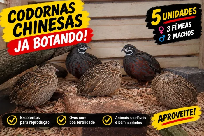 5 codornas chinesa botando
