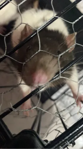 Ratinhos Twister 
