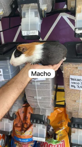 Vendo porquinho da índia