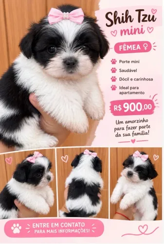 Shiztu mini Fêmea