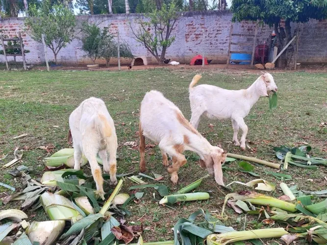 Borrego Bôer - Casal