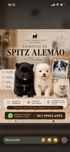 Vendo filhote de Spitz spitz Alemão