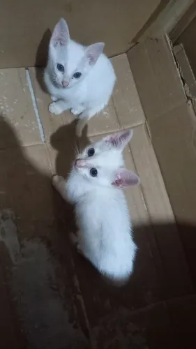 Doação de gatinhos. 