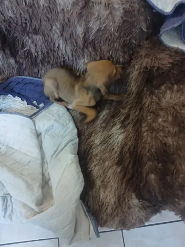 Tô vendendo por r$ 70 da raça pinscher misturado com Cofap feminha 9925722 24