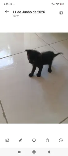 Animais 