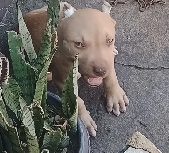 Pit monsters com 2 meses disponíveis 