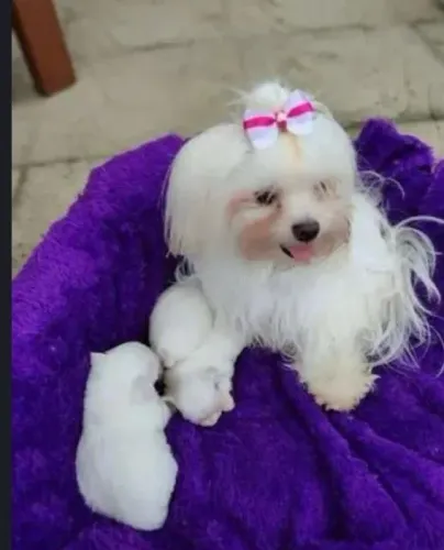 Maltês micro bibelôs fêmea e macho pronto entrega até 12 vezes no cartão entrego
