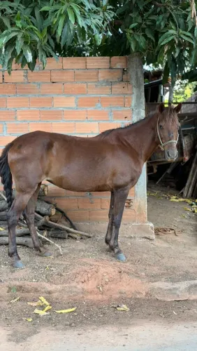 Vendo égua e cavalo - ótima oportunidade