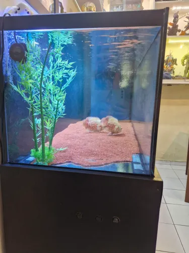 Aquário 475 L com 1,90 de comprimento