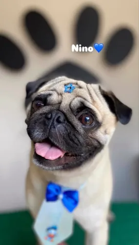 Cachorro pug 