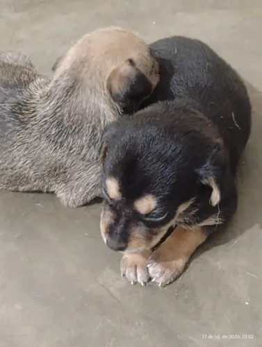 Filhotes cão sem raça porte médio 