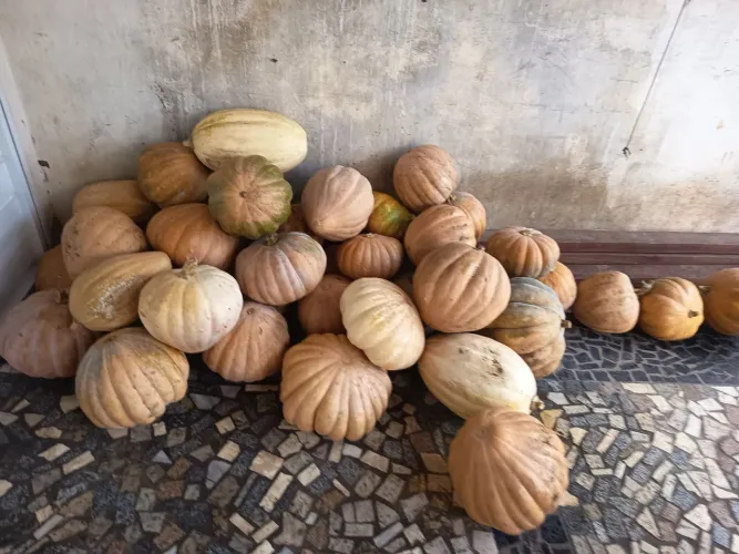 Vende se abóbora