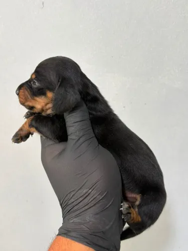 dachshund macho