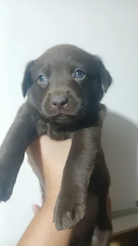 Vendo essa linda labradora mestiça