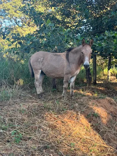 Vendo ou troco mini burro