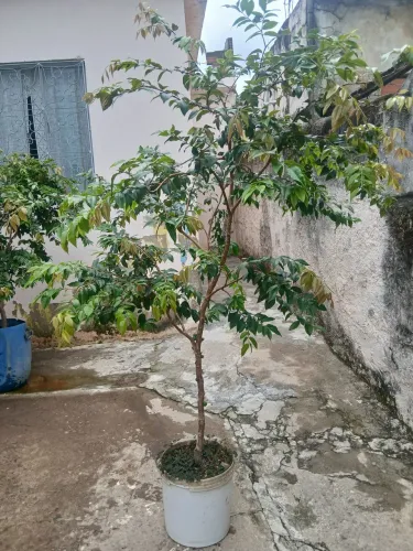 Jabuticabeira 2 metros produzind