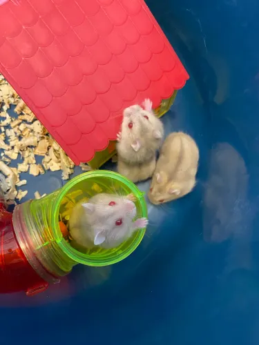 Hamster 