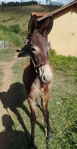 Burrinho