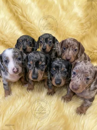 Basset dachshund parcelamos