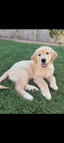 Golden retriever